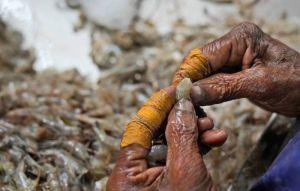 蝦外交？中國狂買這國蝦子、進口爆增72％