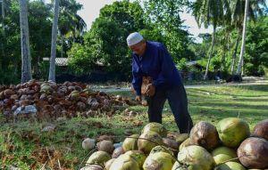 泰國香水椰子慘遭養套殺！中資一條龍10倍剝削