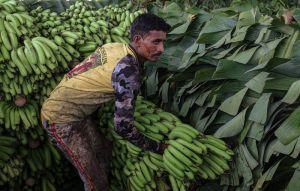 太慘了！印度1水果價格狂殺73％   農民淚訴原因