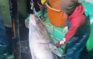 屏東第一鮪慘變愚人節玩笑 船長開心返港卻失格