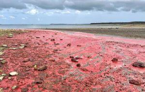 澎湖海岸現紅通通奇景 珊瑚產卵提前報喜