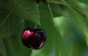 櫻桃界愛馬仕4大買家全在亞洲 台灣入榜