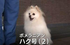 博美警犬靠這神技當波麗士 全網：被萌到投降