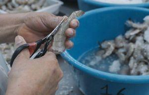 宏國白蝦出口蒸發逾28億！斷交3年 議員不忍了