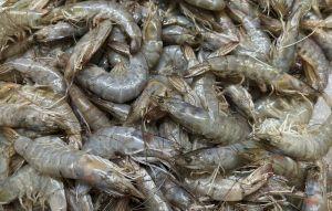 輸中價格太瞎不忍了？這國白蝦狂賣台灣1友邦