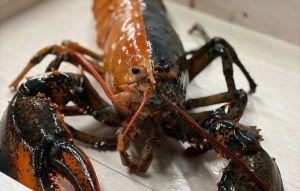 5千萬分之1機率！美漁船捕獲雙色龍蝦