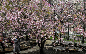 日本居留手續費大漲 永久居留漲幅最高30倍