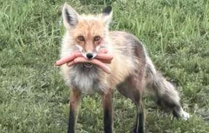 不是醬板鴨 加國狐狸叼多根熱狗逃逸