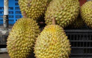 免看中國臉色 越南榴槤獲亞洲次大市場放寬進口