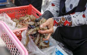 8千噸蝦出口遭拒收 這國警告海鮮供應生計重創