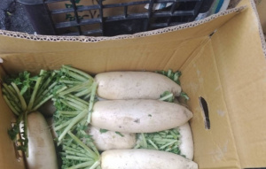 進口白蘿蔔農藥超標5倍 恐流入市面