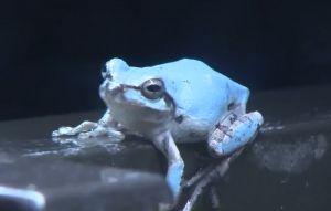 10萬分之1！ 日水族館展示超夢幻水藍色青蛙