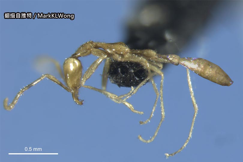 地底獵殺者「佛地魔蟻」澳洲發現新品種螞蟻