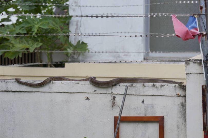 台東大蛇頻出沒 學者:無關地震、正常現象