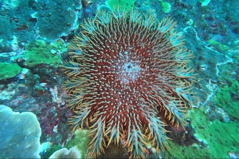 曾釀珊瑚浩劫 棘冠海星再現澎湖海域