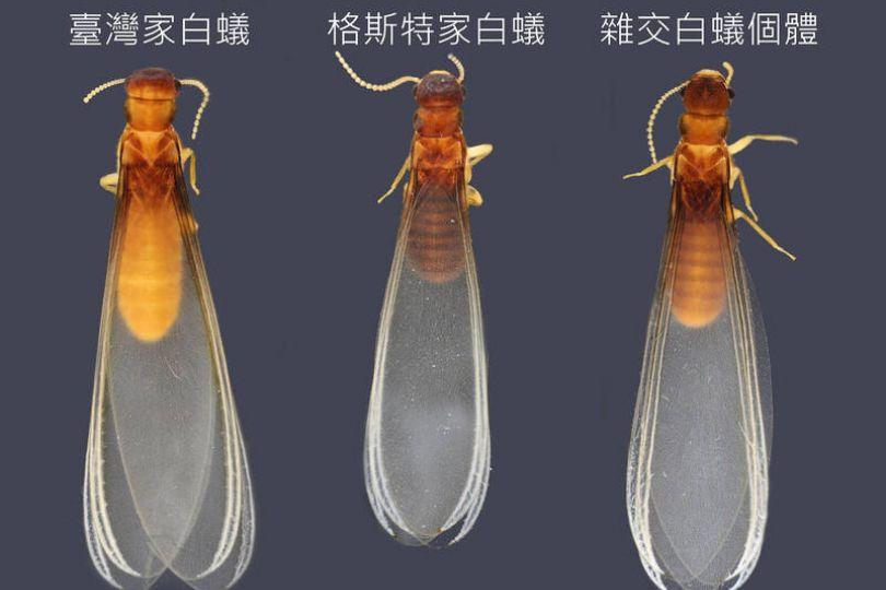 前2大危害白蟻 已在台灣野外強強聯姻