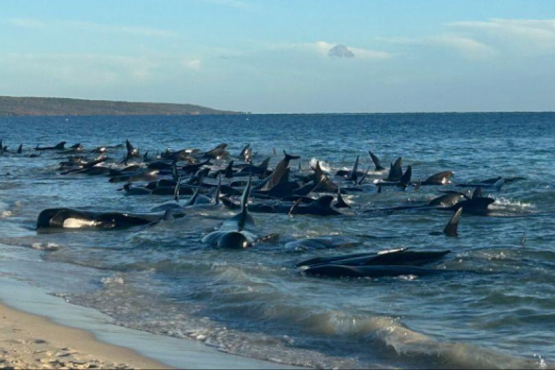 澳洲西南部近百鯨魚擱淺 恐死傷慘重