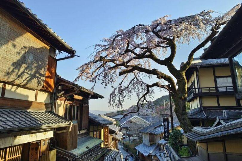 京都清水寺百年櫻花樹倒塌 壓傷男遊客