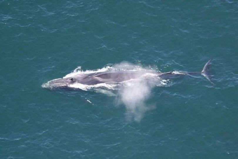 日本擬擴大捕鯨範圍 長鬚鯨納入引爭議
