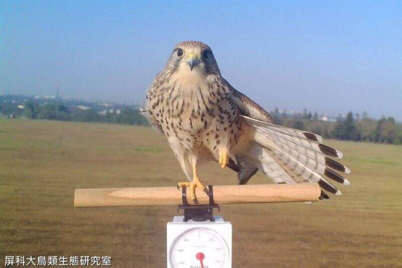 屏科大測量野鳥體重照 萌翻日本網友