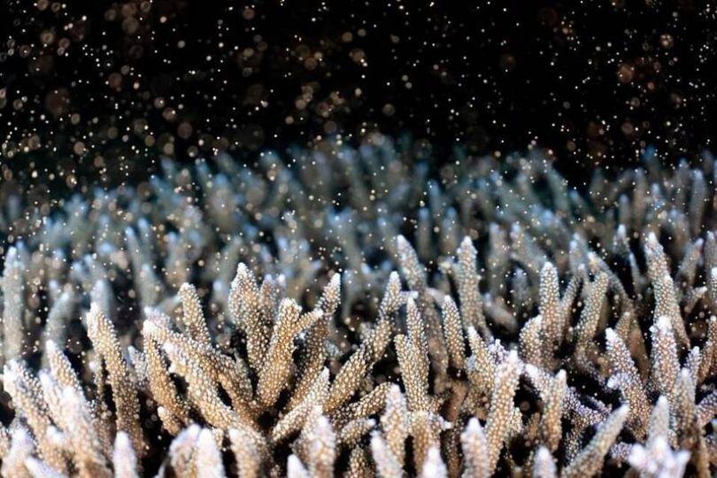 馬公杭灣海底花園 珊瑚產卵美景全都錄