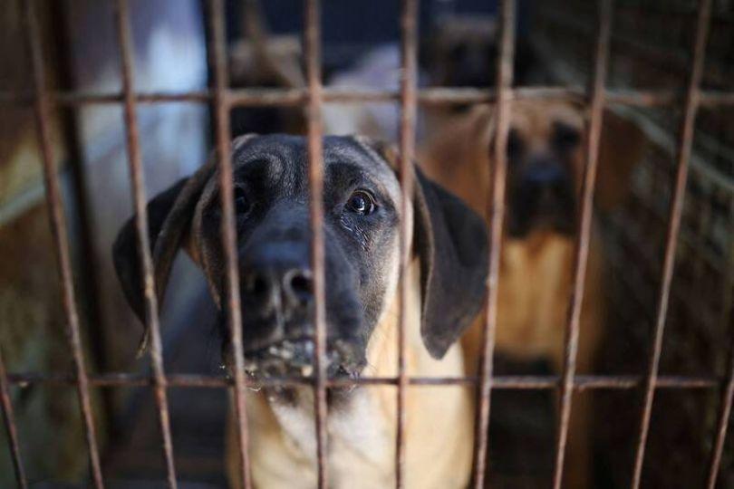 南韓發警報70隻猛犬逃出 真相讓人傻眼