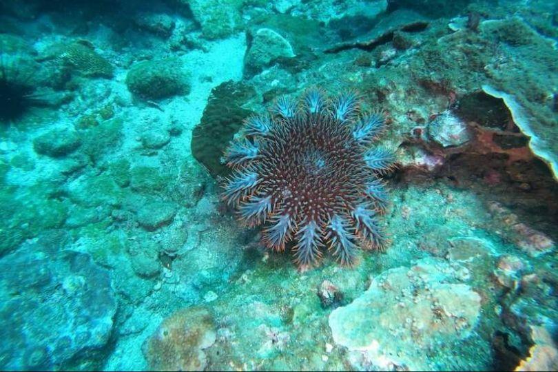 棘冠海星再現七美海域 恐危珊瑚生態
