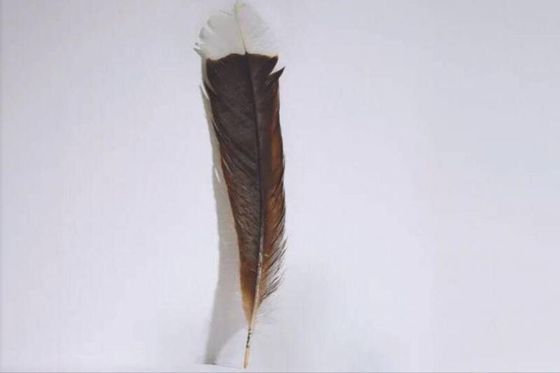 世界上最貴的羽毛 「1根」拍賣近百萬