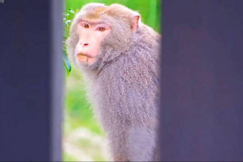 鏡頭君剛修好 開播就拍到猴死囝仔不雅畫面