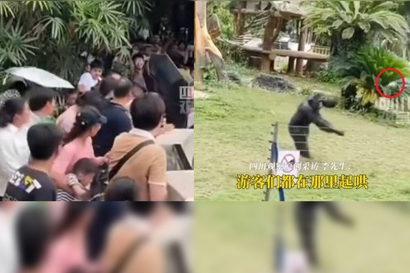 中國網紅黑猩猩暴走！拿1公斤多石頭砸傷觀眾