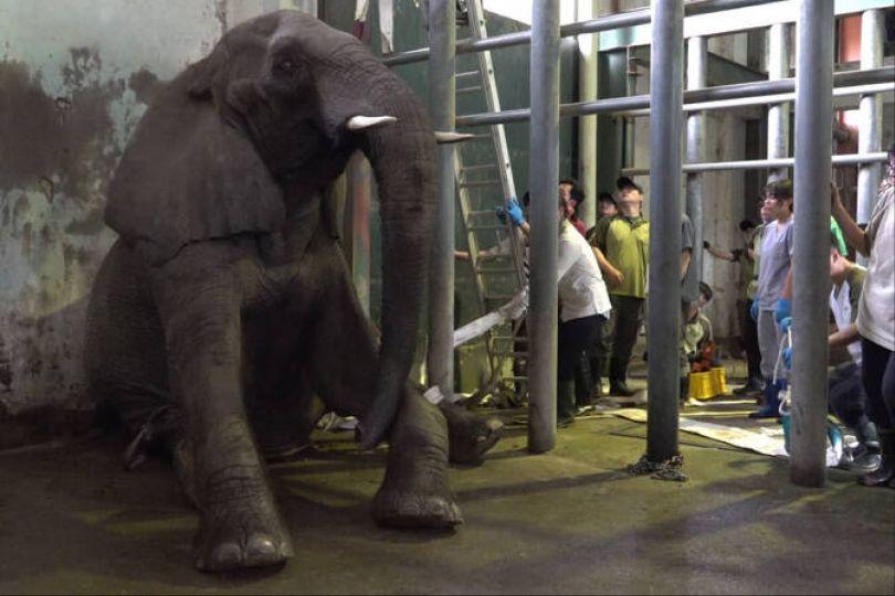 台北動物園「美代」大象亡 解剖死因曝