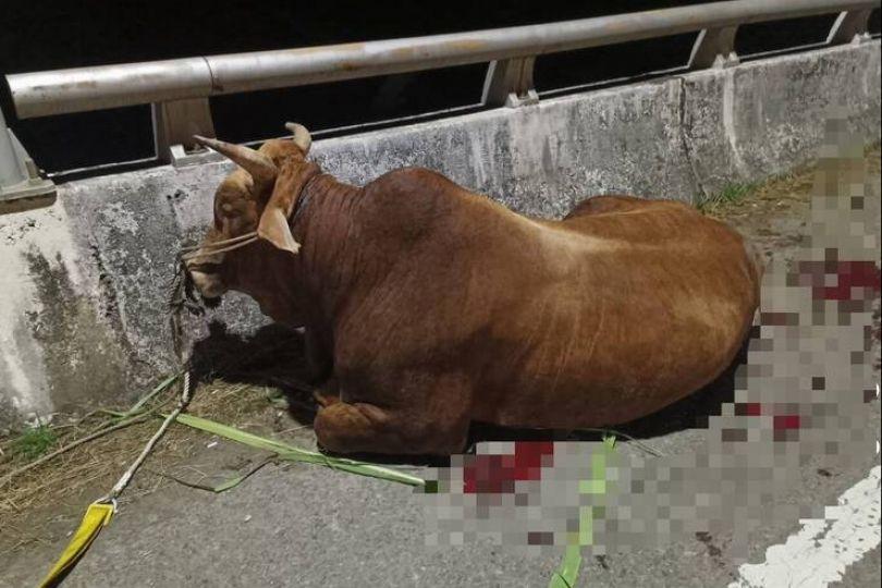 埔里黃牛遭拖行噴血 好心人買下送老牛的家養老