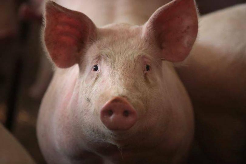 丹麥矮化台灣 竟是我國第3大豬肉進口來源