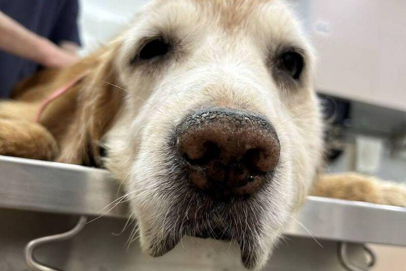 寵物用人藥新規註銷 改公布701項動物可用人藥