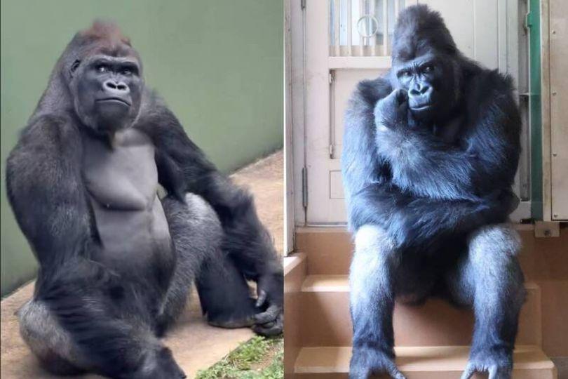 超MAN猩二代顏值不輸帥爸 迷倒1800多萬人