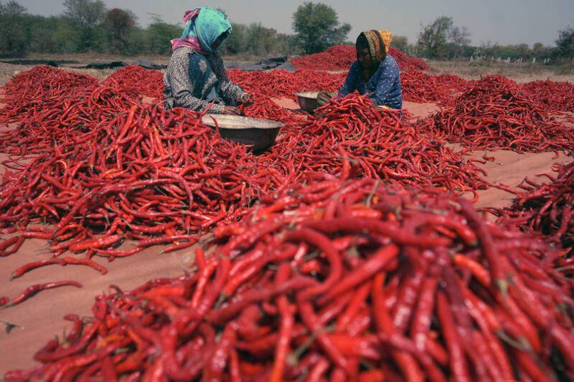 中國害的！越南1農產品價崩9成 每公斤剩6元