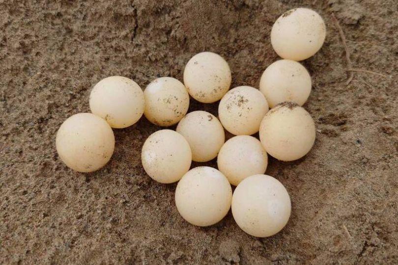 貓羅溪畔出現乒乓球？細看才知珍貴