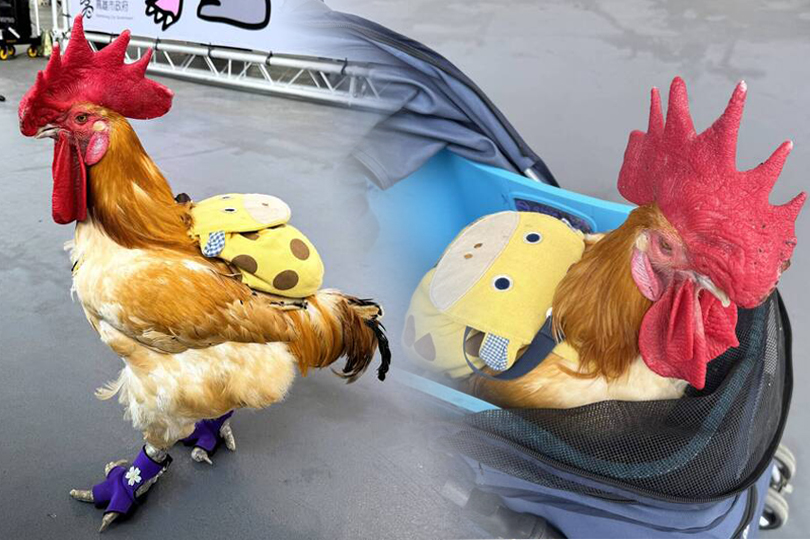 高雄衛武營恐龍出沒 美魔女遛雞笑稱來祭祖