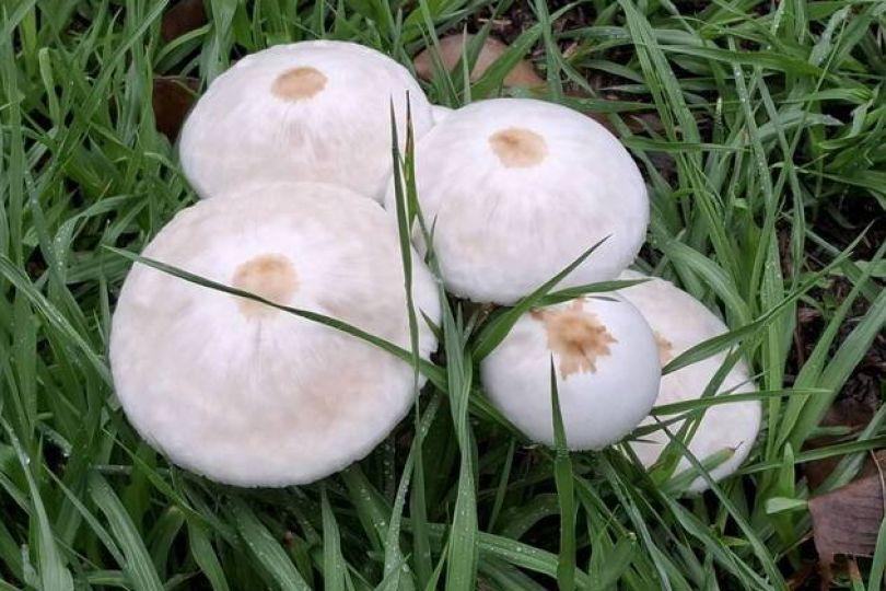 高雄「下到生菇」綠地驚見毒菇狀元
