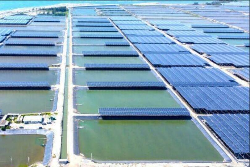 獨家》又傳綠能弊案！國內最大漁電共生 誠新集團前負責人收押