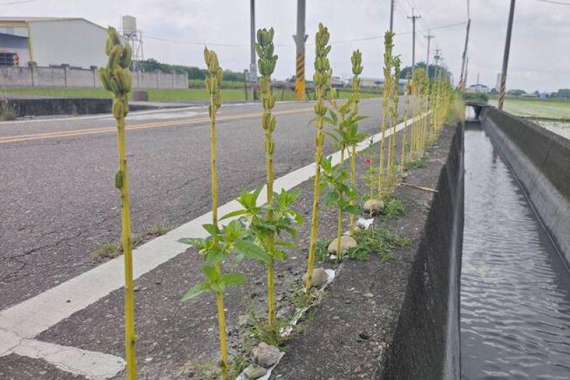 這樣也能種！彰化溪州路縫冒出百米奇葩芝麻街