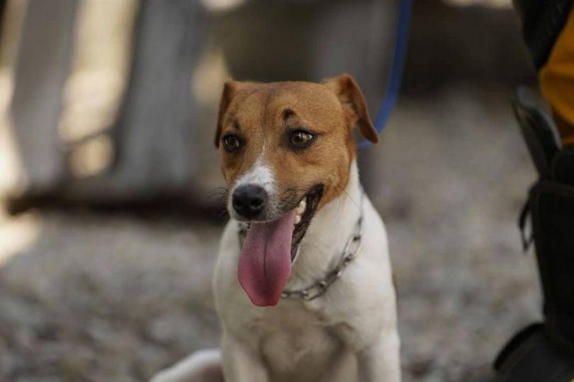 搜救犬Wilson傳遭虐死 被點名收治的動物醫院發聲