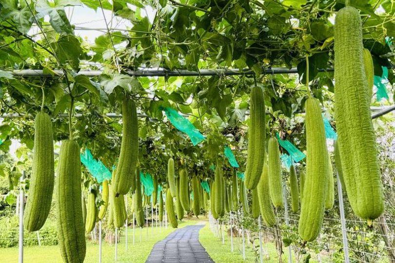 近一公尺長巨無霸絲瓜垂掛 十八羅漢陣畫面驚嘆
