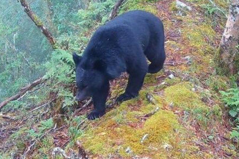 遇到熊4步驟應變 不要爬樹、莫裝死