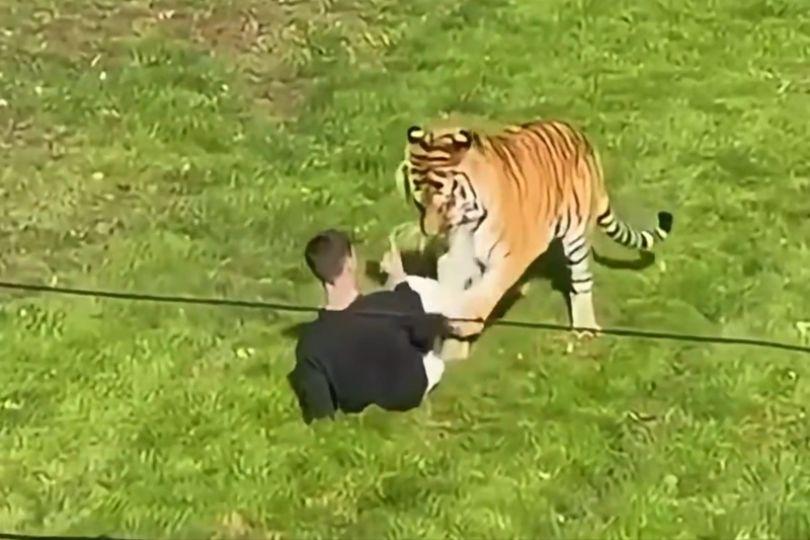 英男子闖入動物園圍欄 遭老虎咬死