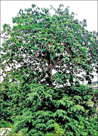 【家庭親子】〈園藝教室〉野果即糖果  隨你摘來吃