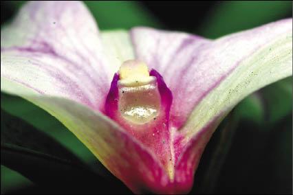 【家庭親子】〈園藝教室〉蘭花 讓家變風雅