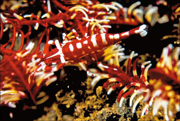 【旅遊】〈實現我的旅遊夢〉土藍奔沉船潛水攝影─巴里島