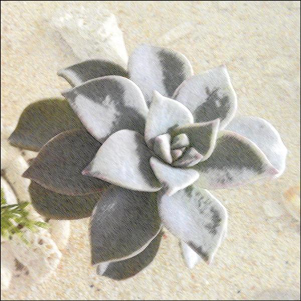 【自由副刊】老人與LINE