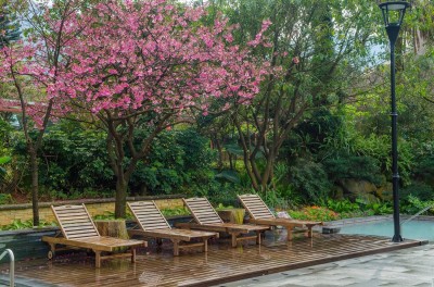 春節遊訪陽明山走春 賞櫻泡湯好愜意